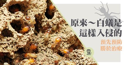 房間很多白蟻|為什麼會有白蟻？讓白蟻專家教你在家防治